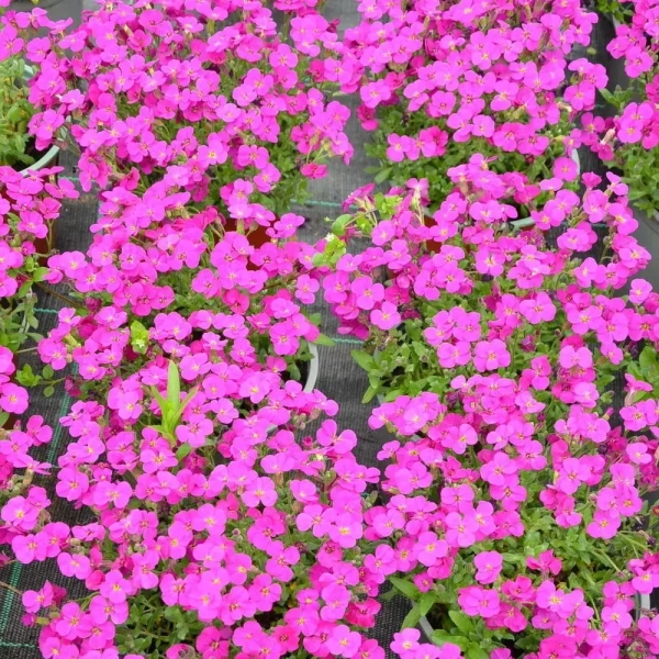 Żagwin ogrodowy Rock On Pink – Aubrieta